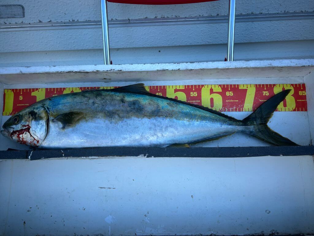 山陰 浜田港 渡船 金時丸 2025年12月10日 波止 釣果報告2