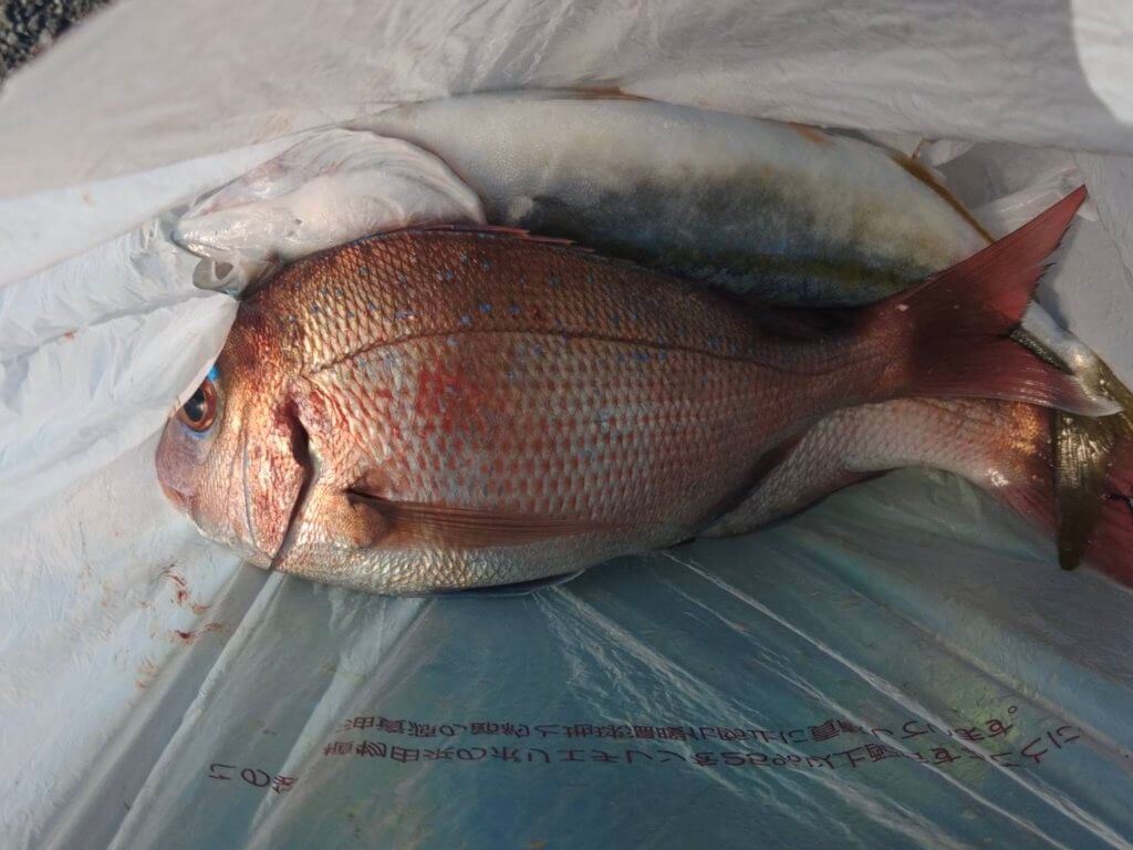 山陰 浜田港 渡船 慶禄 2025年12月10日磯 釣果報告2