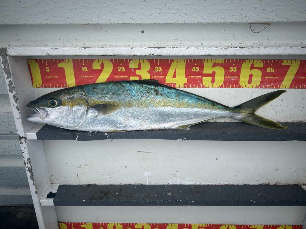 山陰 浜田港 渡船 金時丸 2025年12月11日 波止 釣果報告1