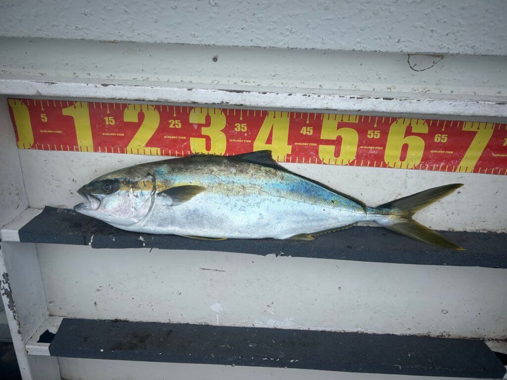 山陰 浜田港 渡船 金時丸 2025年12月11日 波止 釣果報告2