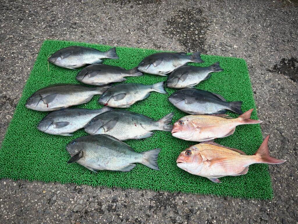 山陰 浜田港 渡船 金時丸 2025年12月11日 波止 釣果報告3