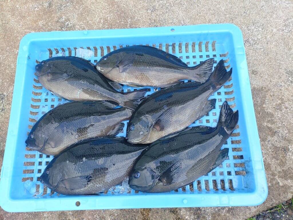 山陰 浜田港 渡船 慶禄 2025年12月16日磯 釣果報告1