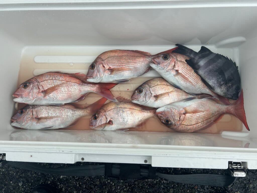 山陰 浜田港 渡船 金時丸 2025年12月17日 波止 釣果報告1