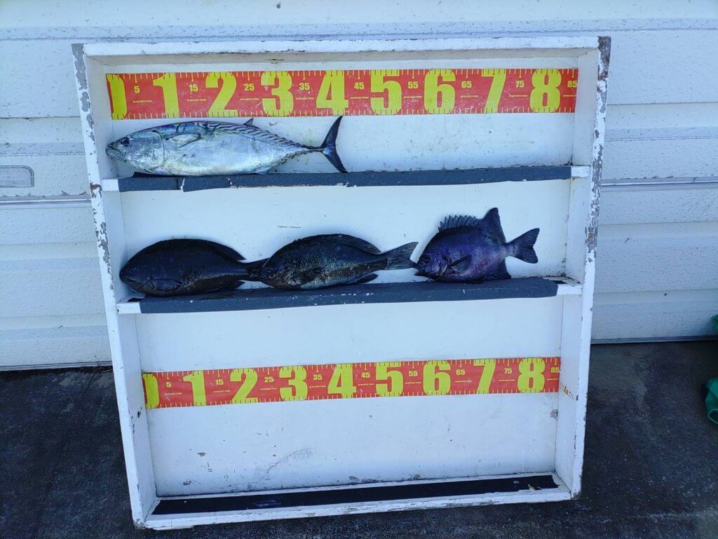 山陰 浜田港 渡船 慶禄 2025年12月19日磯 釣果報告4