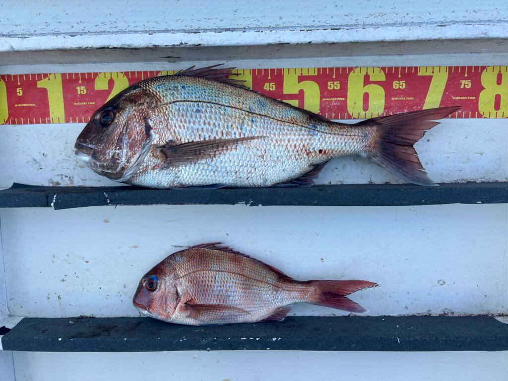 山陰 浜田港 渡船 慶禄 2025年12月19日磯 釣果報告5