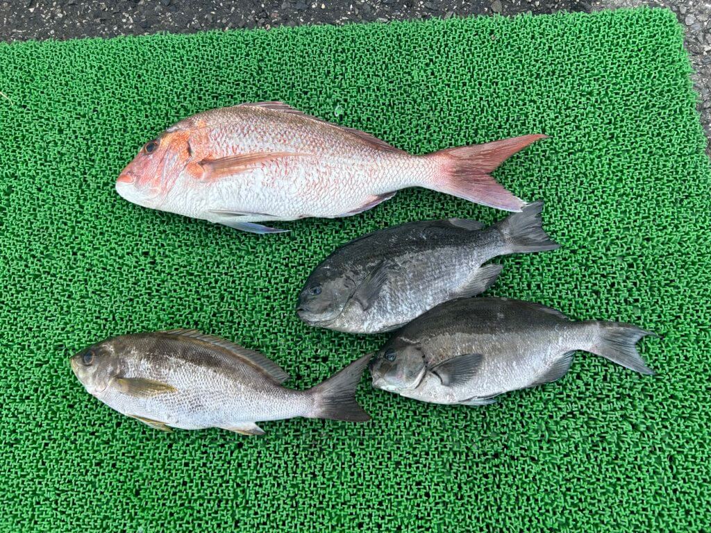 山陰 浜田港 渡船 慶禄 2025年12月19日磯 釣果報告2