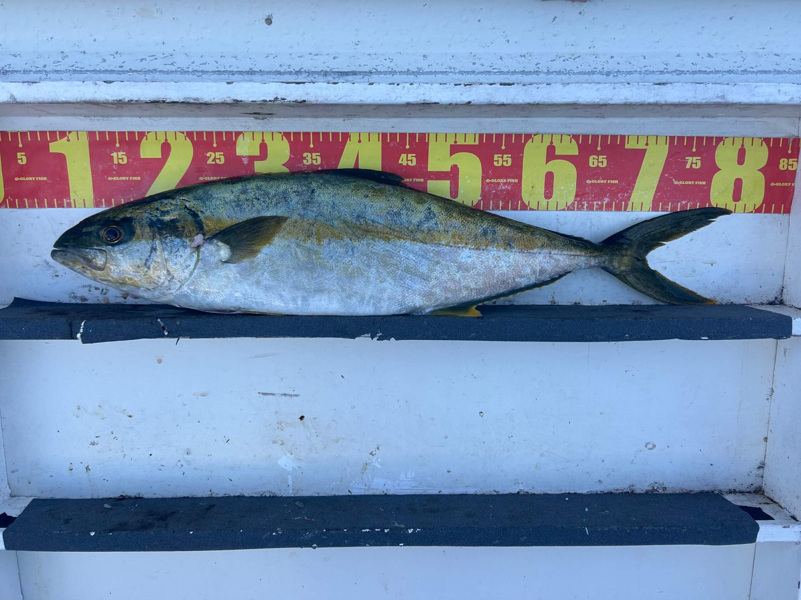 山陰 浜田港 渡船 慶禄 2025年12月19日磯 釣果報告1