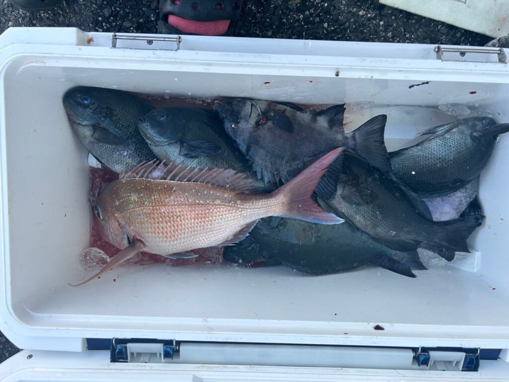 山陰 浜田港 渡船 慶禄 2025年12月19日磯 釣果報告6