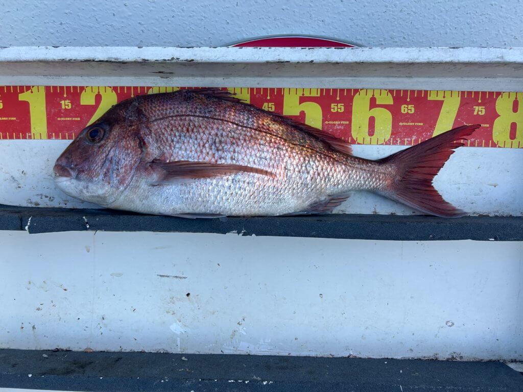 山陰 浜田港 渡船 慶禄 2025年12月20日磯 釣果報告2