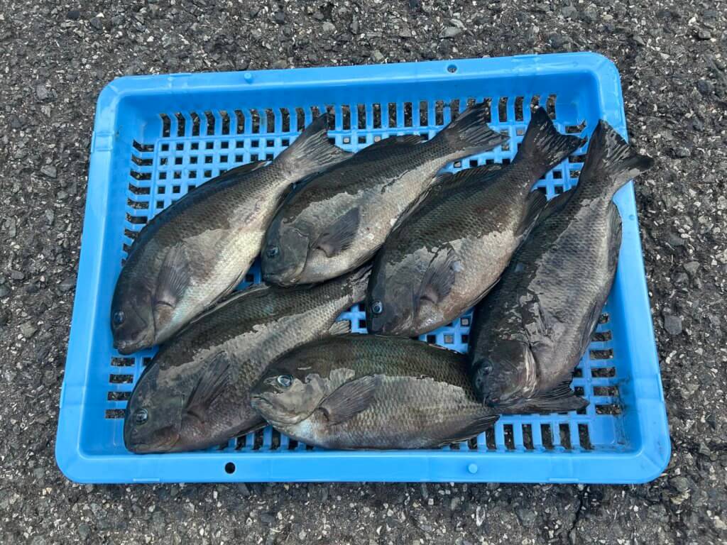 山陰 浜田港 渡船 慶禄 2025年12月20日磯 釣果報告4