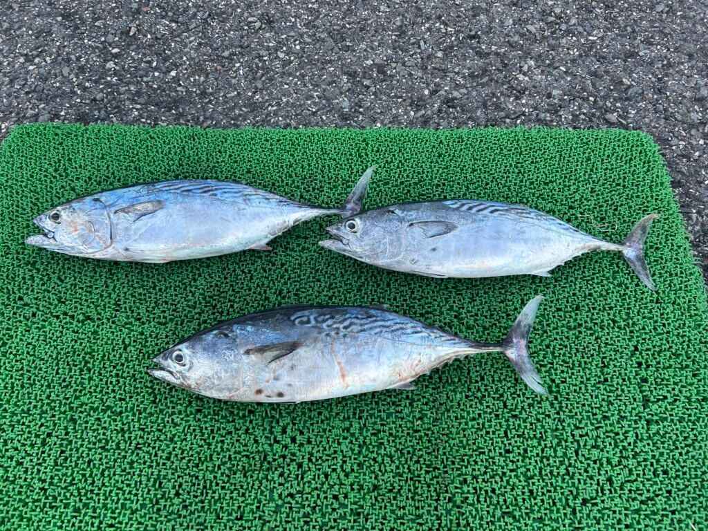 山陰 浜田港 渡船 慶禄 2025年12月20日磯 釣果報告3