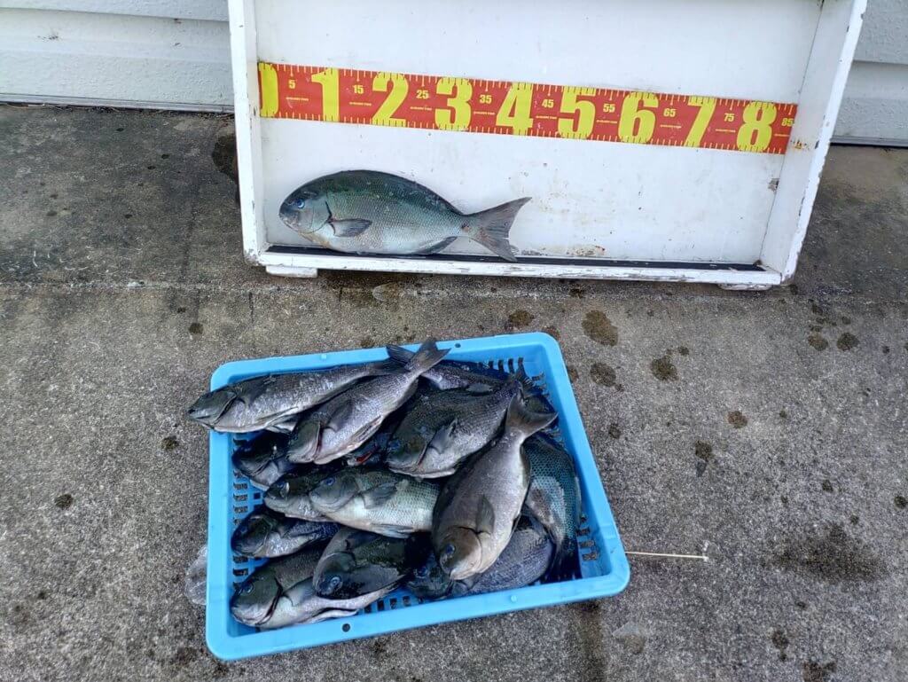 山陰 浜田港 渡船 慶禄 2025年12月20日磯 釣果報告7