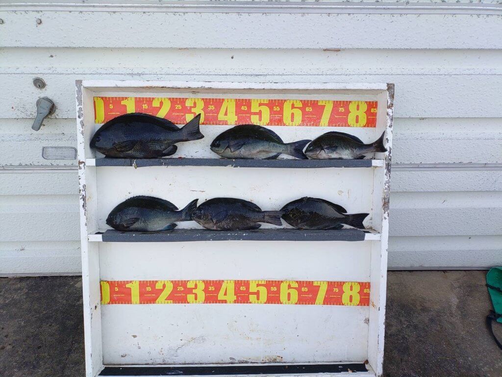 山陰 浜田港 渡船 慶禄 2025年12月20日磯 釣果報告8