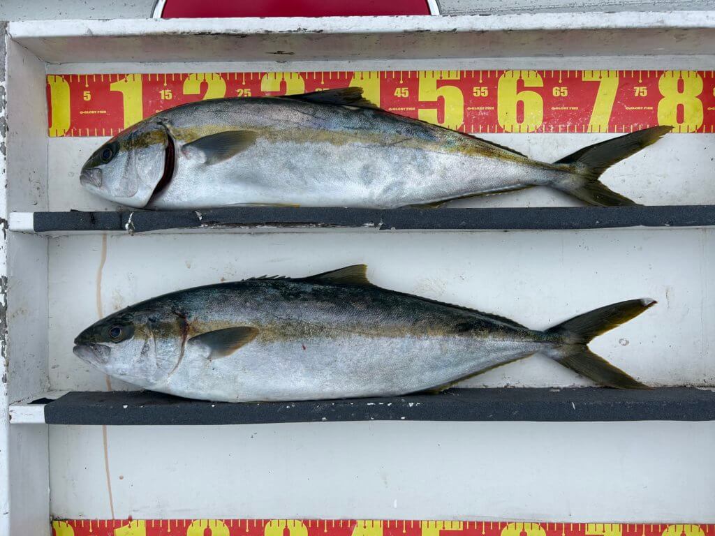 山陰 浜田港 渡船 金時丸 2025年12月23日 波止 釣果報告2