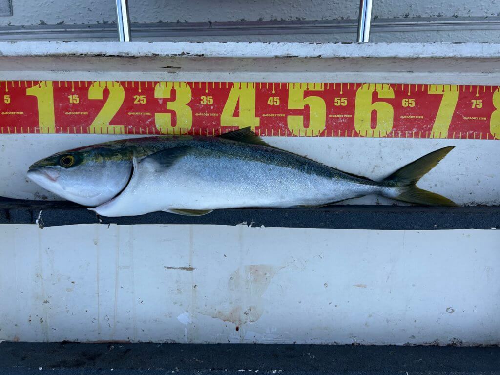 山陰 浜田港 渡船 金時丸 2025年12月23日 波止 釣果報告3