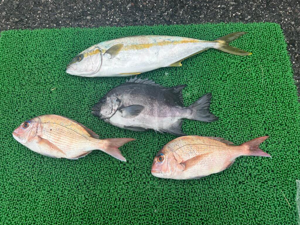 山陰 浜田港 渡船 金時丸 2025年12月24日 波止 釣果報告2