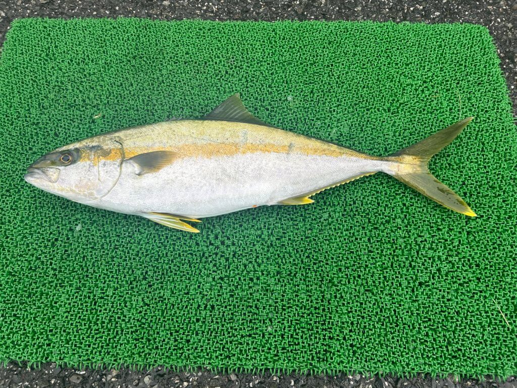 山陰 浜田港 渡船 金時丸 2025年12月24日 波止 釣果報告1