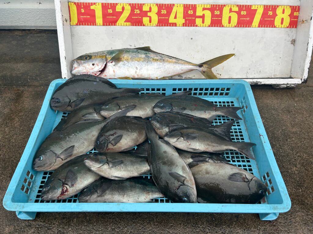 山陰 浜田港 渡船 慶禄 2025年12月24日磯 釣果報告2