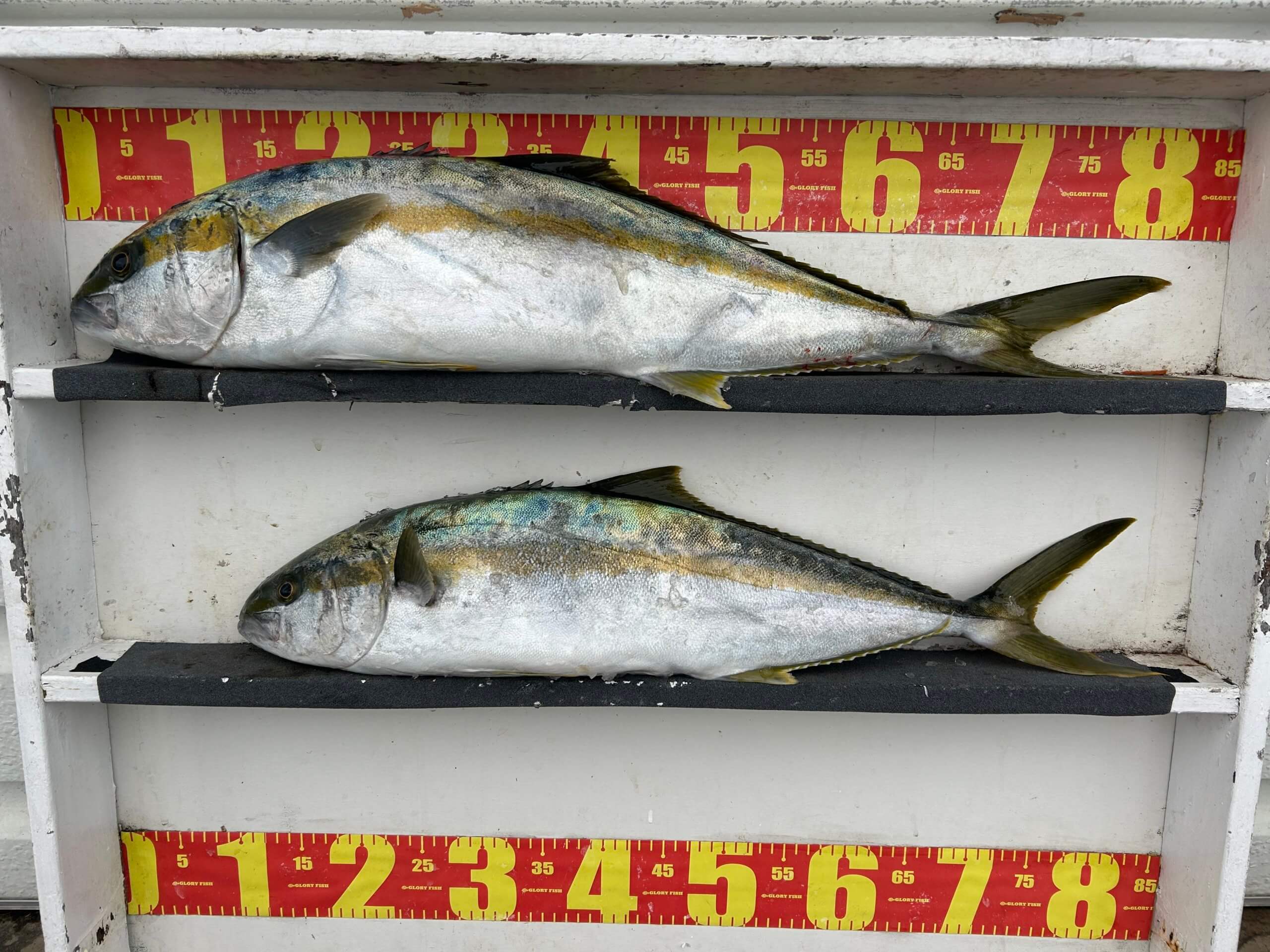 山陰 浜田港 渡船 金時丸 2025年12月28日 波止 釣果報告1