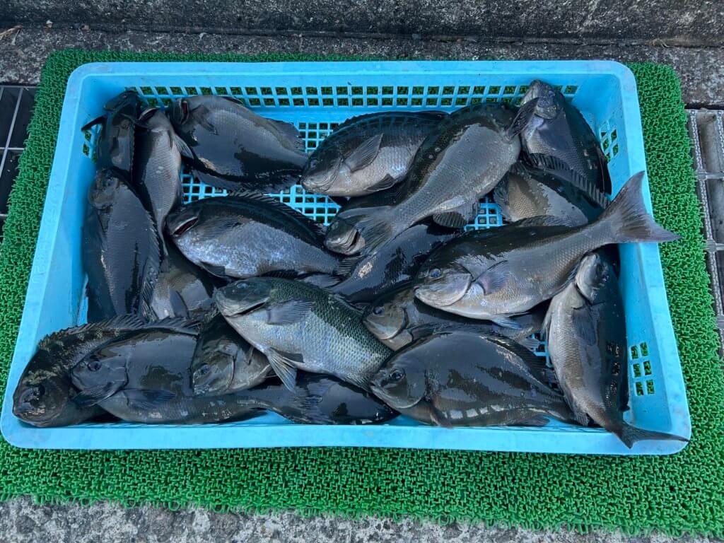 山陰 浜田港 渡船 金時丸 2026年1月6日 波止 釣果報告1