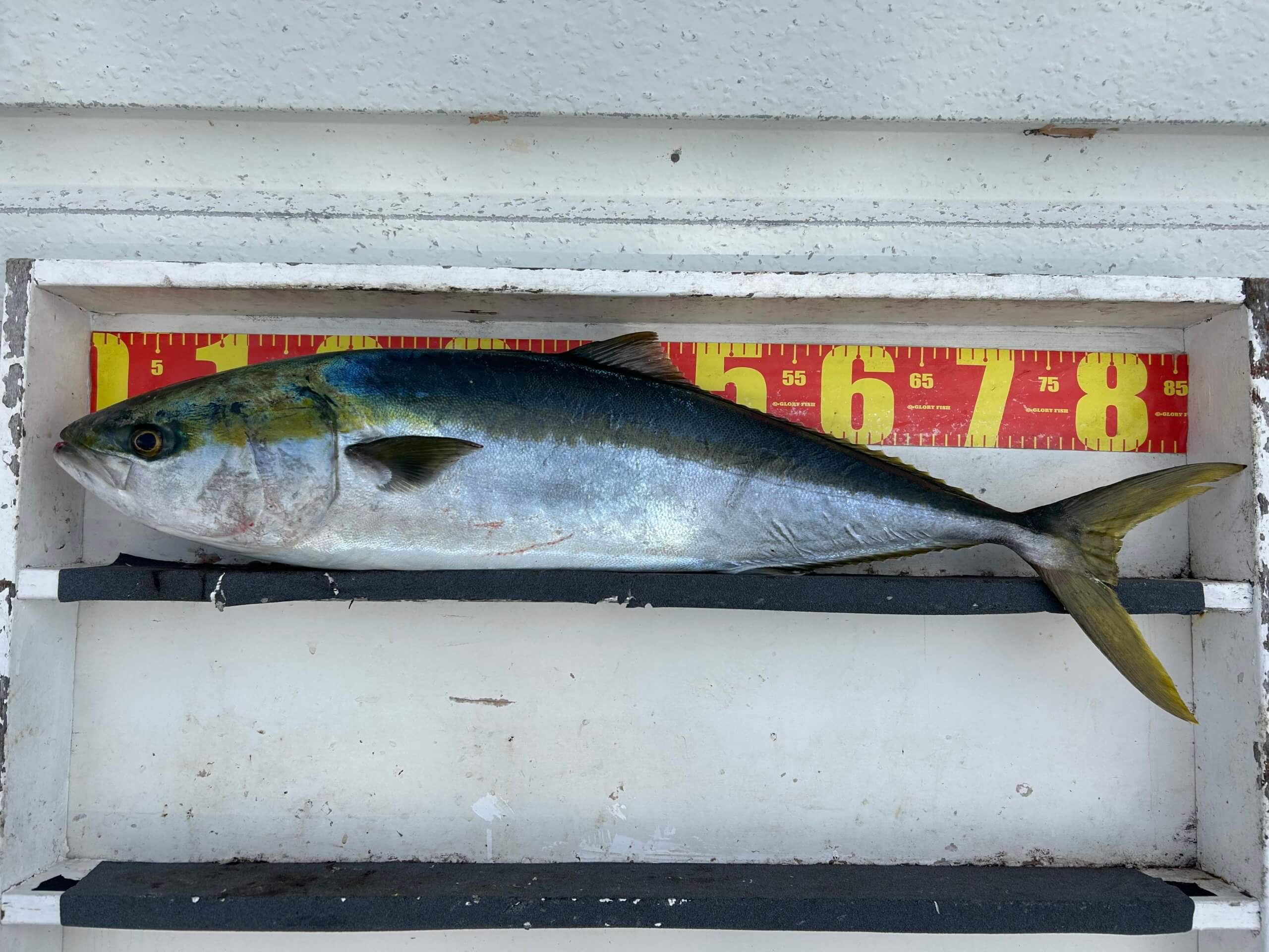 山陰 浜田港 渡船 金時丸 2026年1月7日 波止 釣果報告1