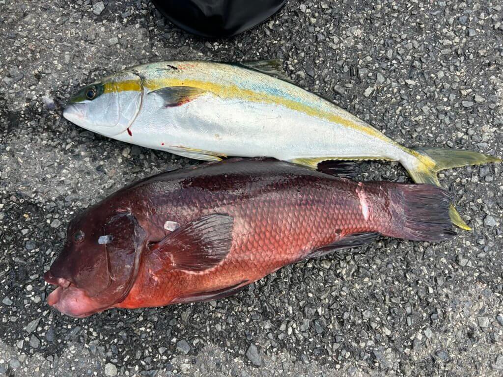 山陰 浜田港 渡船 慶禄 2026年1月7日磯 釣果報告1