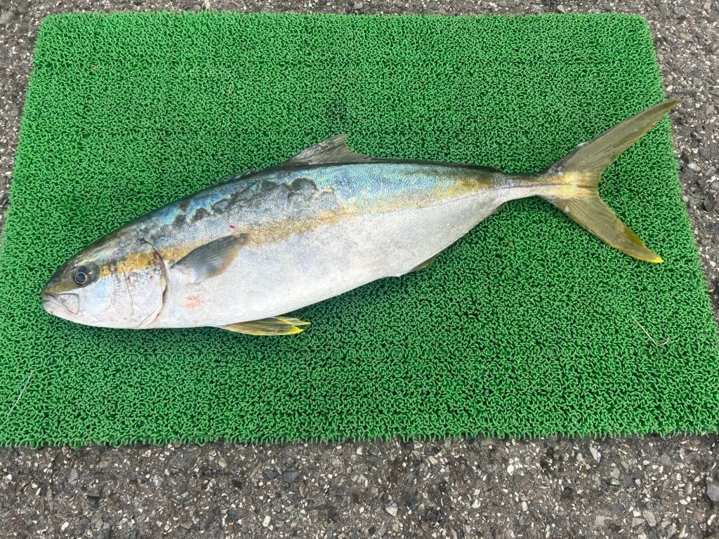 山陰 浜田港 渡船 金時丸 2026年1月9日 波止 釣果報告3