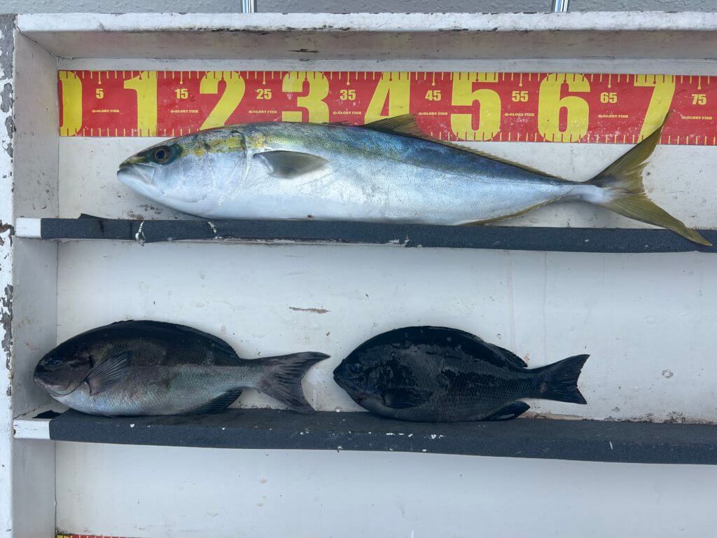 山陰 浜田港 渡船 金時丸 2026年1月9日 波止 釣果報告4