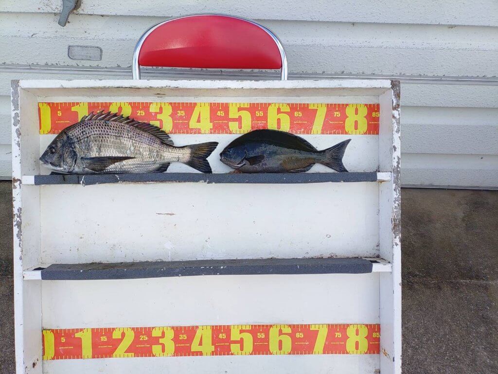 山陰 浜田港 渡船 慶禄 2026年1月9日磯 釣果報告1