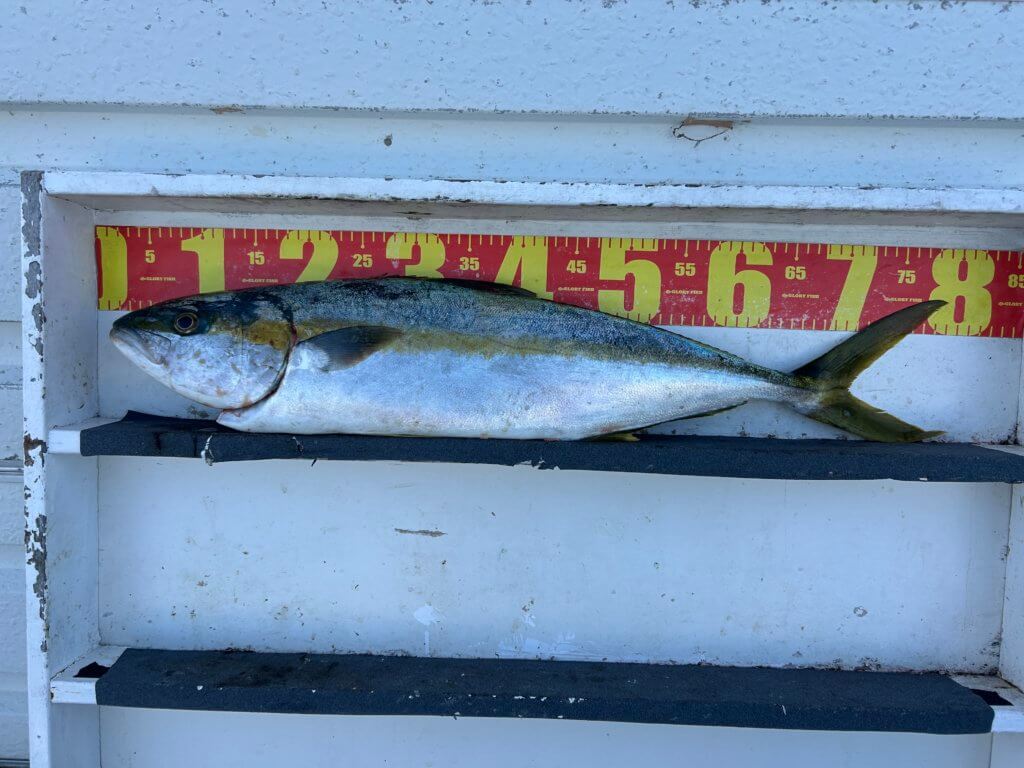 山陰 浜田港 渡船 金時丸 2026年1月17日 波止 釣果報告1