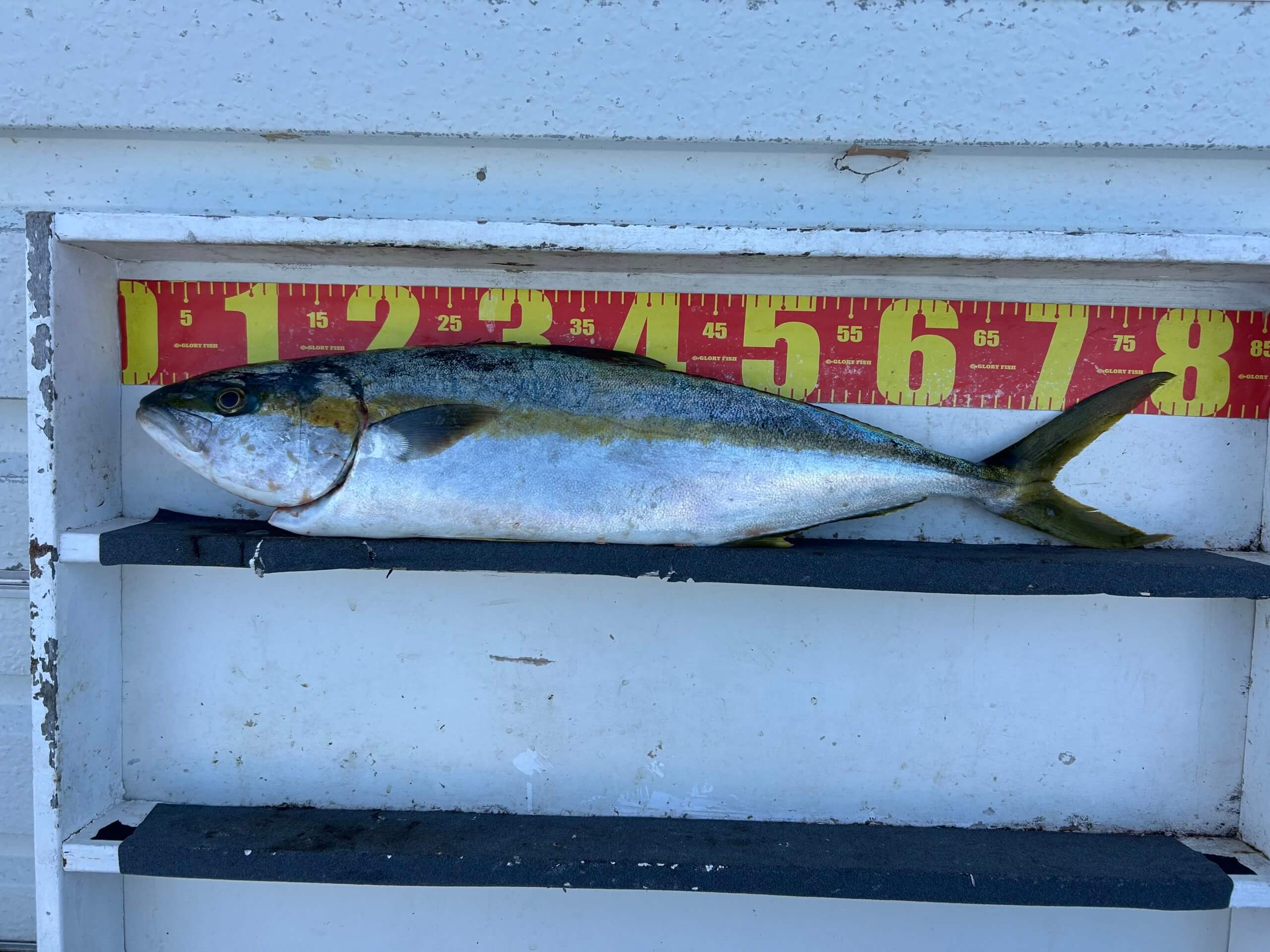 山陰 浜田港 渡船 金時丸 2026年1月17日 波止 釣果報告1