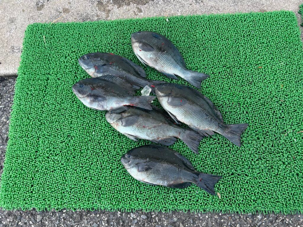 山陰 浜田港 渡船 慶禄 2026年1月17日磯 釣果報告3