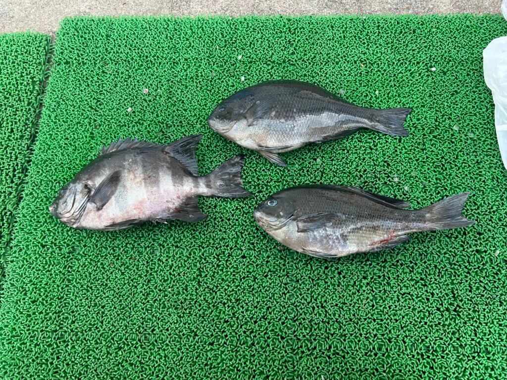 山陰 浜田港 渡船 金時丸 2026年1月17日 波止 釣果報告2