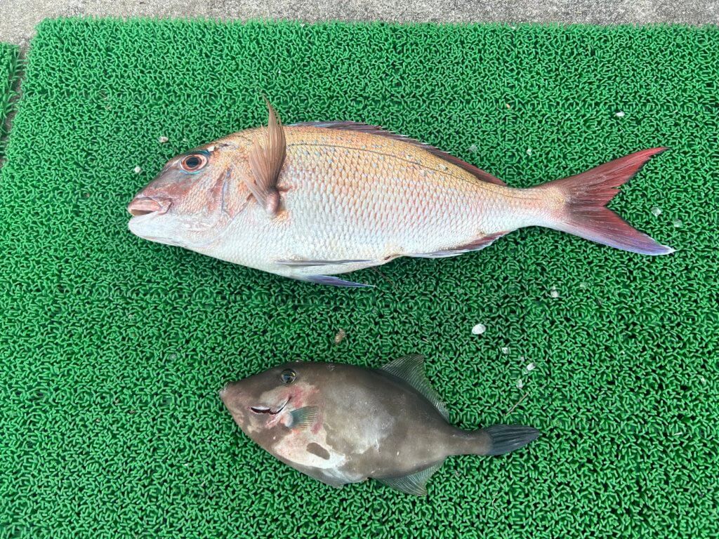 山陰 浜田港 渡船 慶禄 2026年1月17日磯 釣果報告2