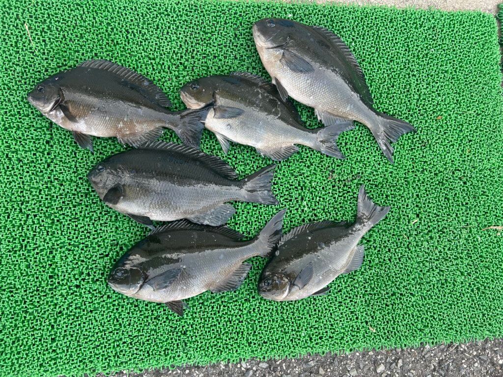 山陰 浜田港 渡船 慶禄 2026年1月17日磯 釣果報告1