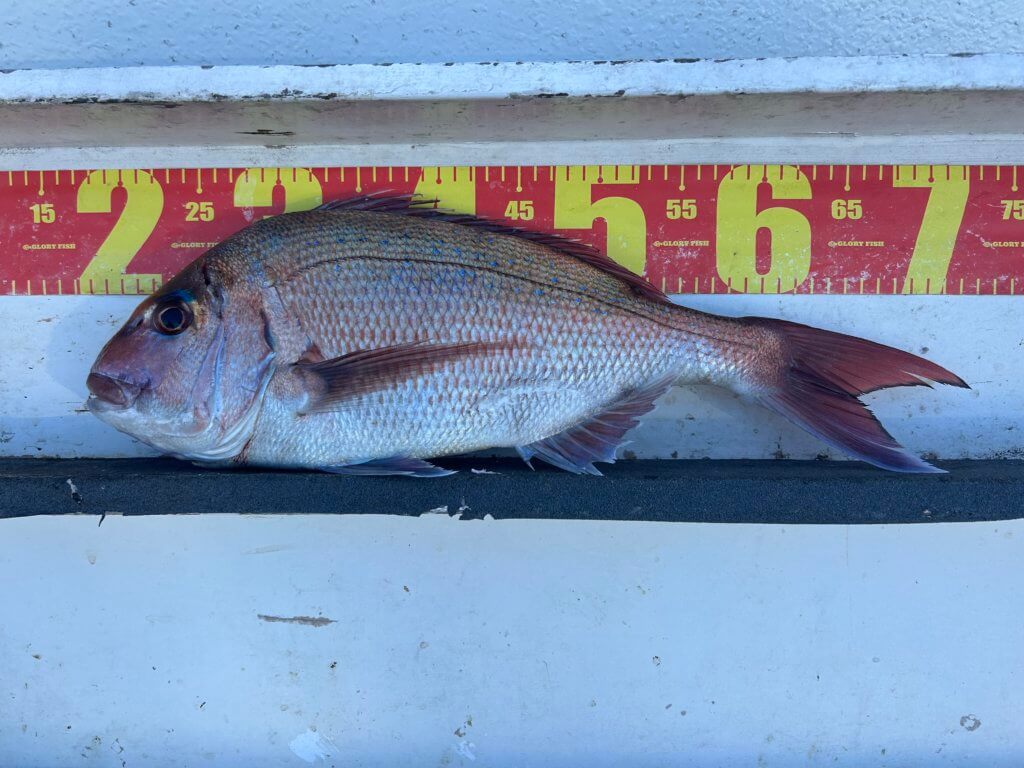 山陰 浜田港 渡船 金時丸 2026年1月18日 波止 釣果報告2