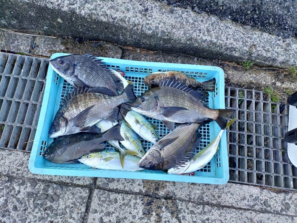 山陰 浜田港 渡船 金時丸 2026年1月18日 波止 釣果報告3