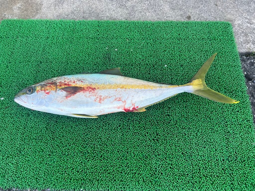 山陰 浜田港 渡船 金時丸 2026年1月18日 波止 釣果報告1