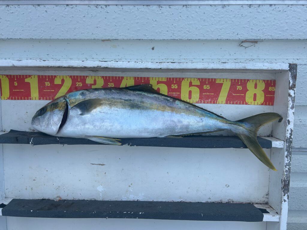 山陰 浜田港 渡船 金時丸 2026年1月19日 波止 釣果報告2