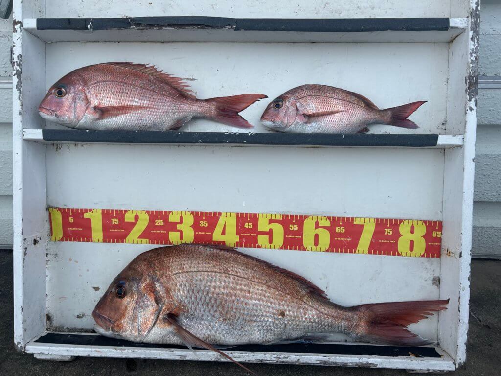 山陰 浜田港 渡船 金時丸 2026年1月19日 波止 釣果報告4