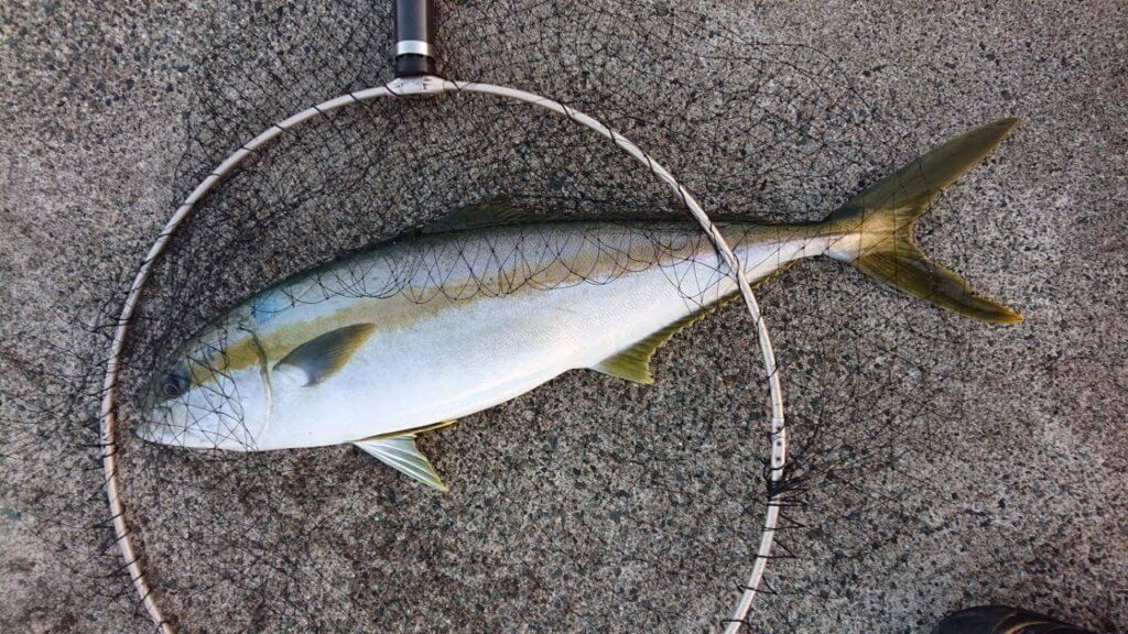 山陰 浜田港 渡船 金時丸 2026年1月19日 波止 釣果報告3