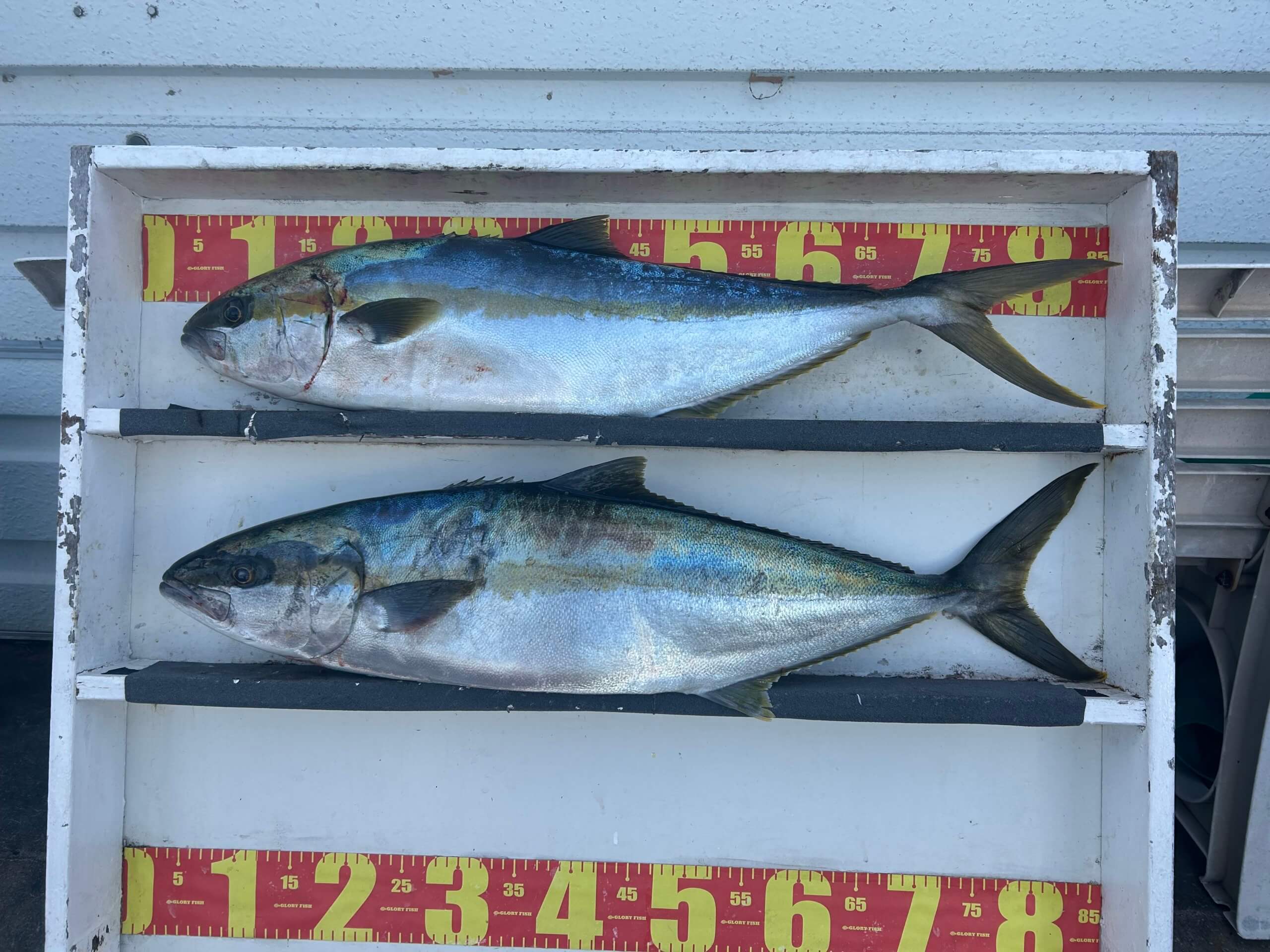 山陰 浜田港 渡船 金時丸 2026年1月26日 波止 釣果報告1