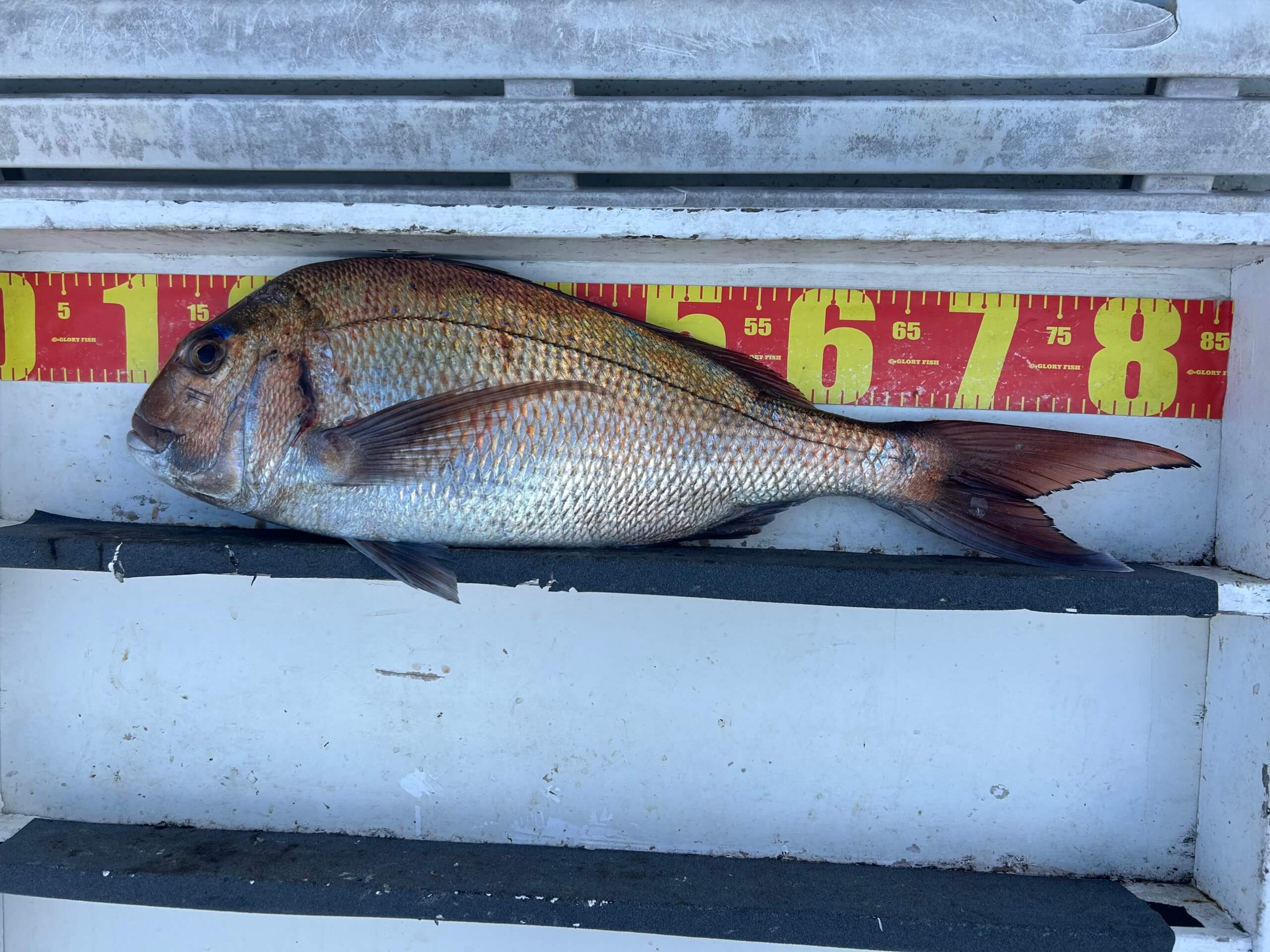 山陰 浜田港 渡船 金時丸 2026年2月3日 波止 釣果報告1