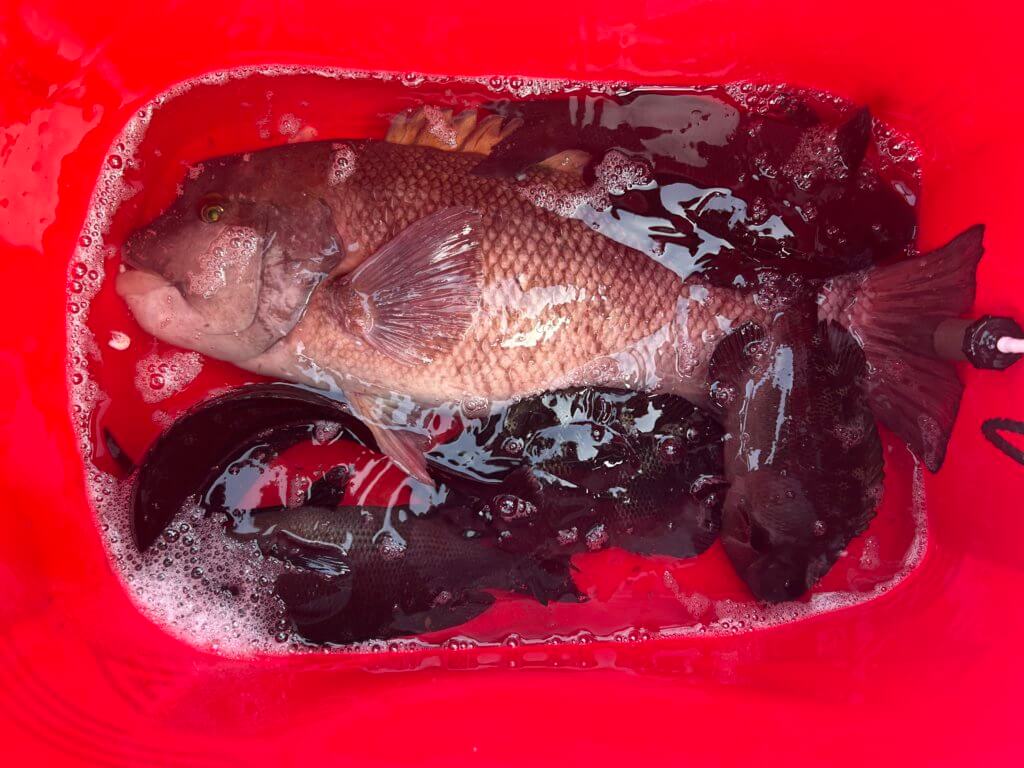 山陰 浜田港 渡船 慶禄 2026年2月4日 磯 釣果報告2