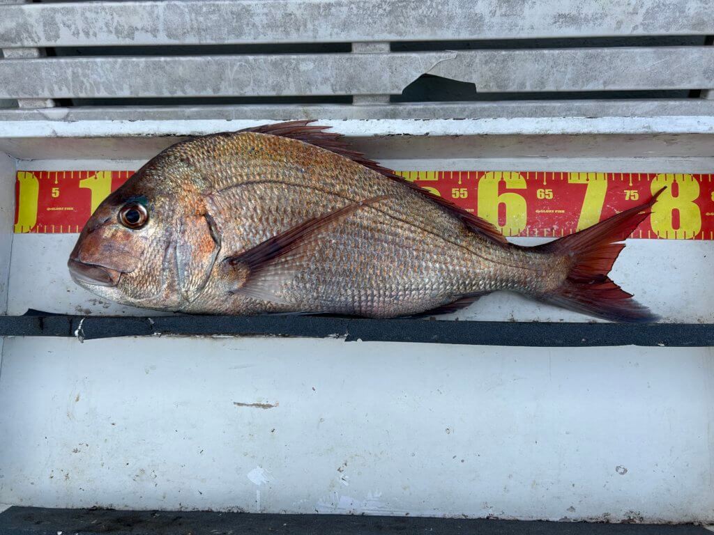 山陰 浜田港 渡船 金時丸 2026年2月5日 波止 釣果報告2