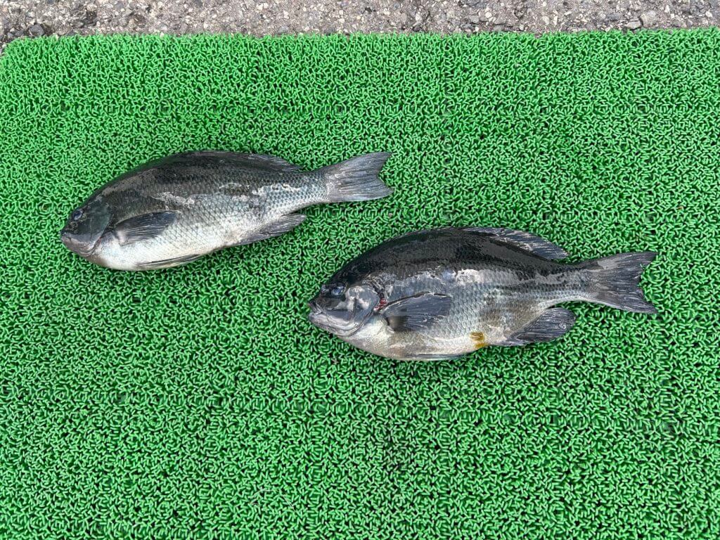 山陰 浜田港 渡船 金時丸 2026年2月5日 波止 釣果報告3