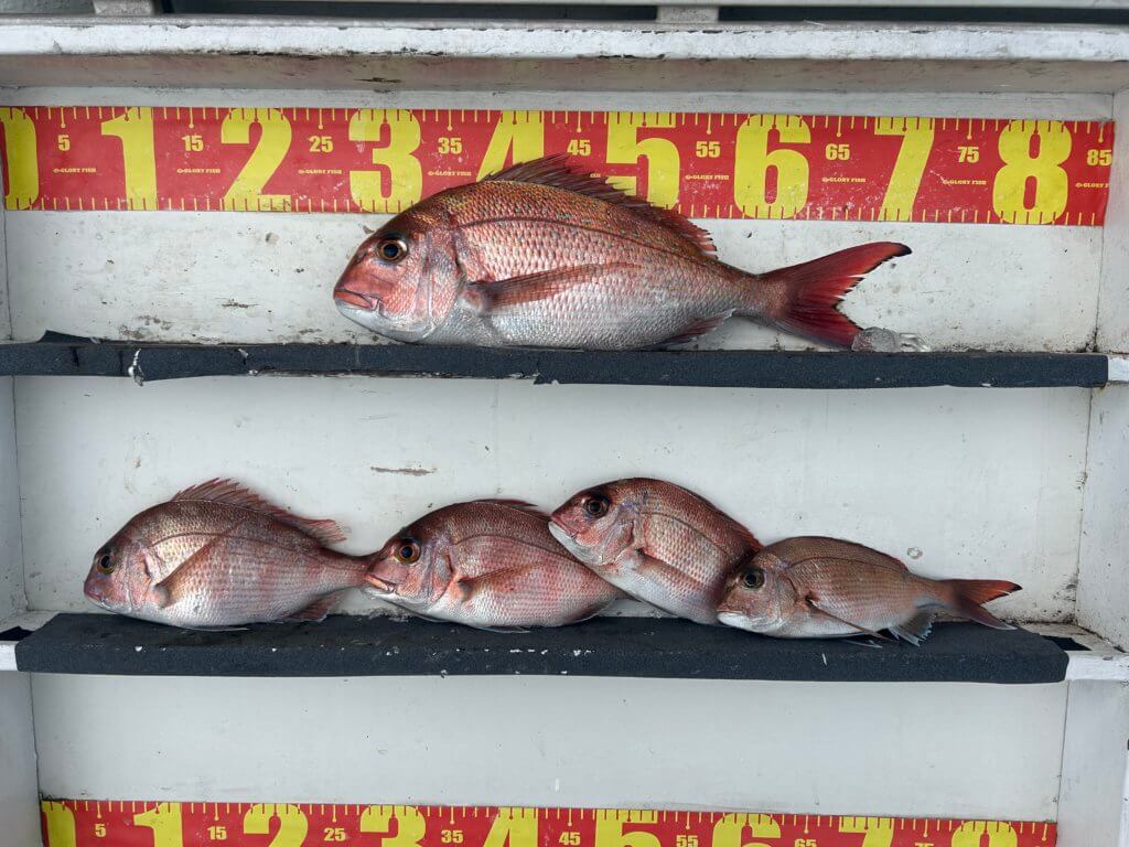 山陰 浜田港 渡船 金時丸 2026年2月10日 波止 釣果報告1