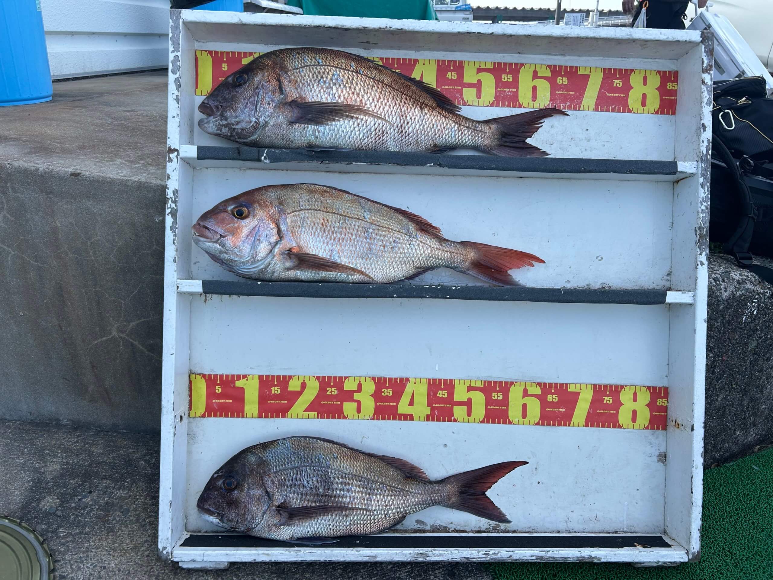 山陰 浜田港 渡船 慶禄 2026年2月12日 磯 釣果報告1