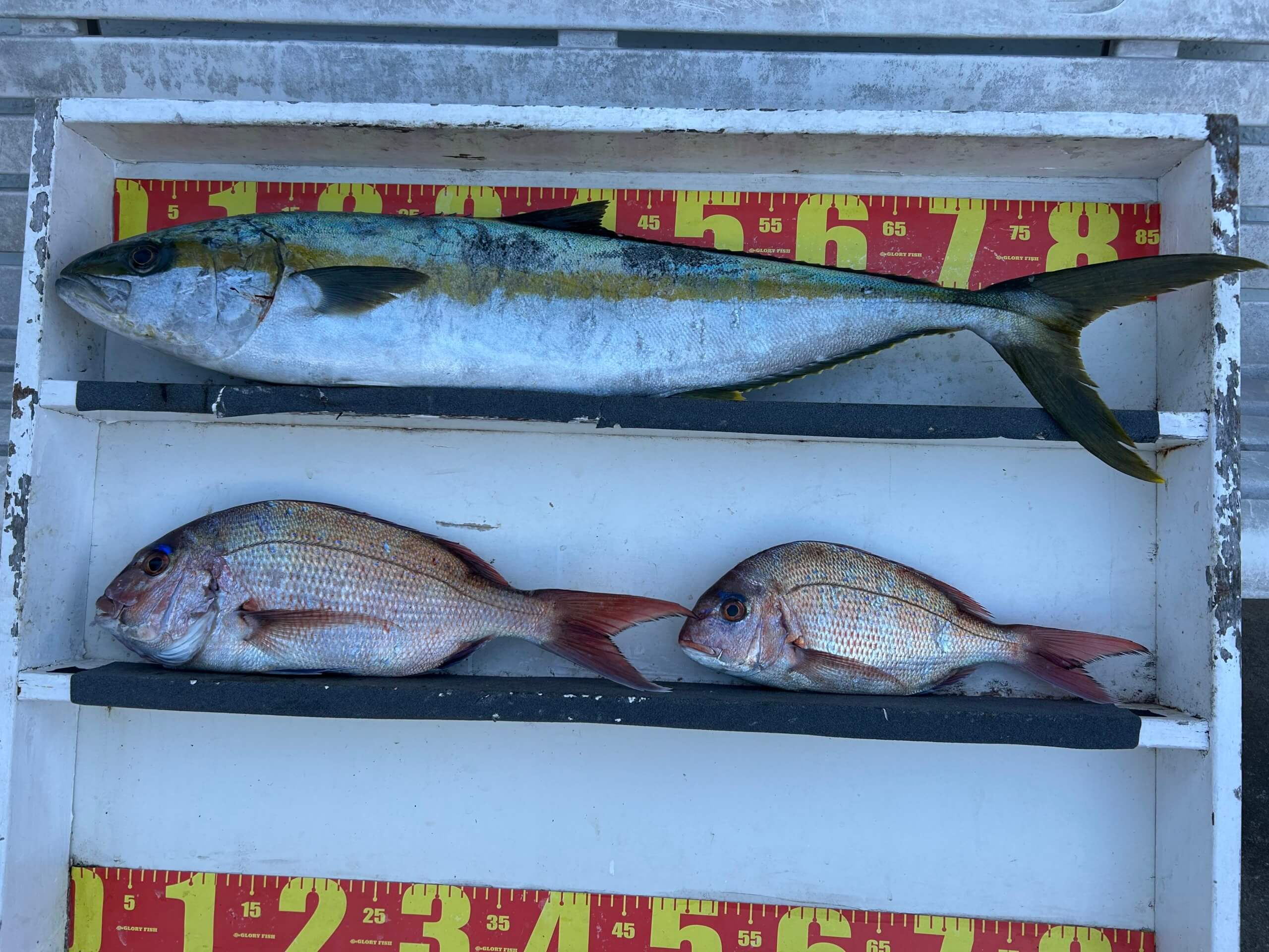 山陰 浜田港 渡船 慶禄 2026年2月13日 磯 釣果報告1