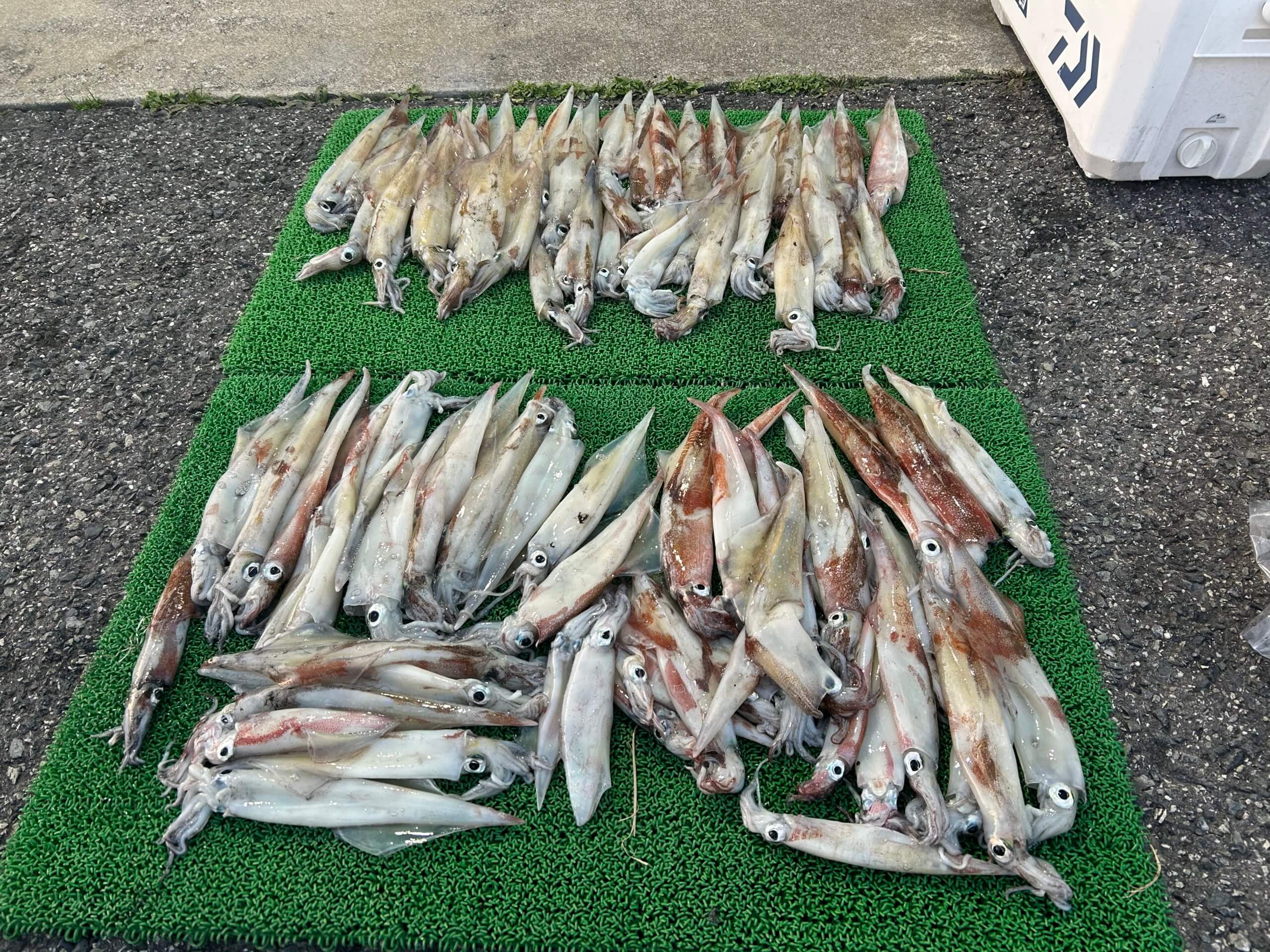 山陰 浜田港 渡船 慶禄 2026年2月14日 磯 釣果報告1